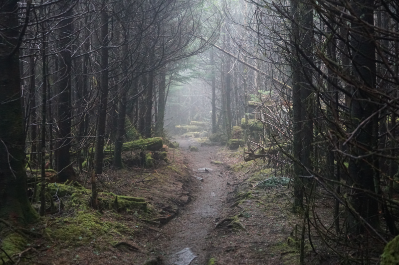 Mountain trail