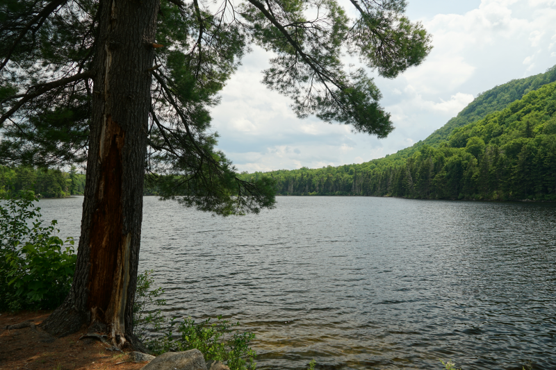 Tree by a lake